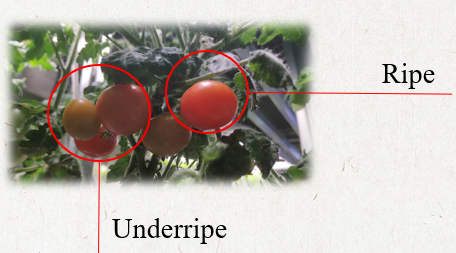 Dwarf Tomatoes indoor hydroponic plants