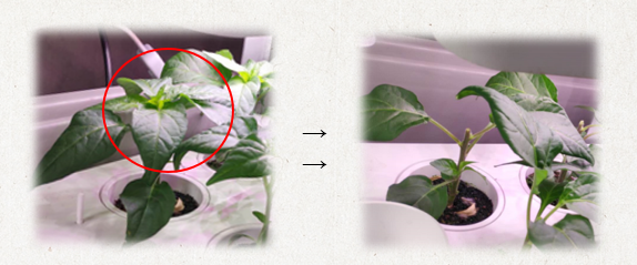 Pepper indoor hydroponic plants