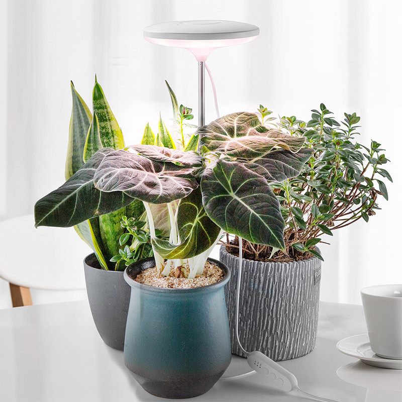 plant-lamps-for-winter